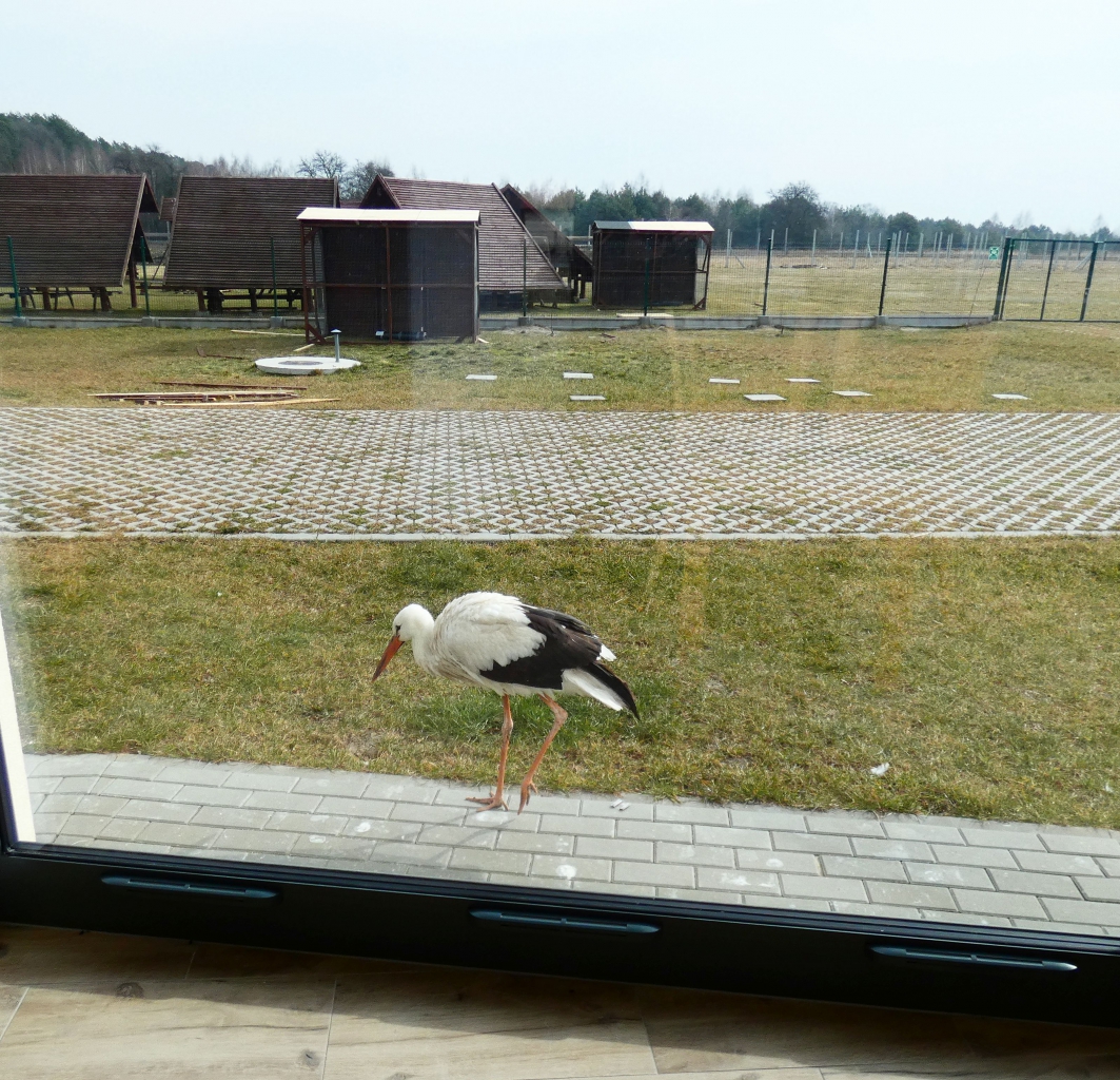 Leśny Ośrodek Rehabilitacji Zwierząt W Kole Starostwo Powiatowe w Piotrkowie Trybunalskim - Z wizytą w Leśnym