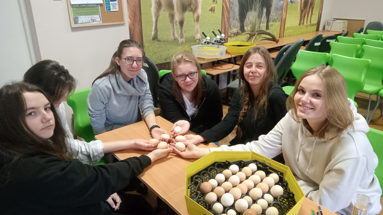 Uczniowie siedzą w ławkach z jajkami w dłoni
